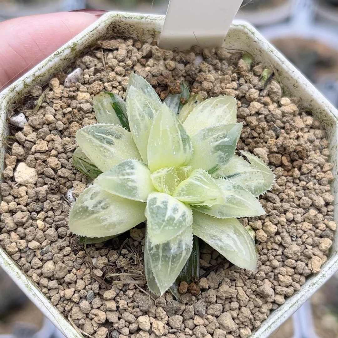 92糊斑冰砂糖锦福利专场