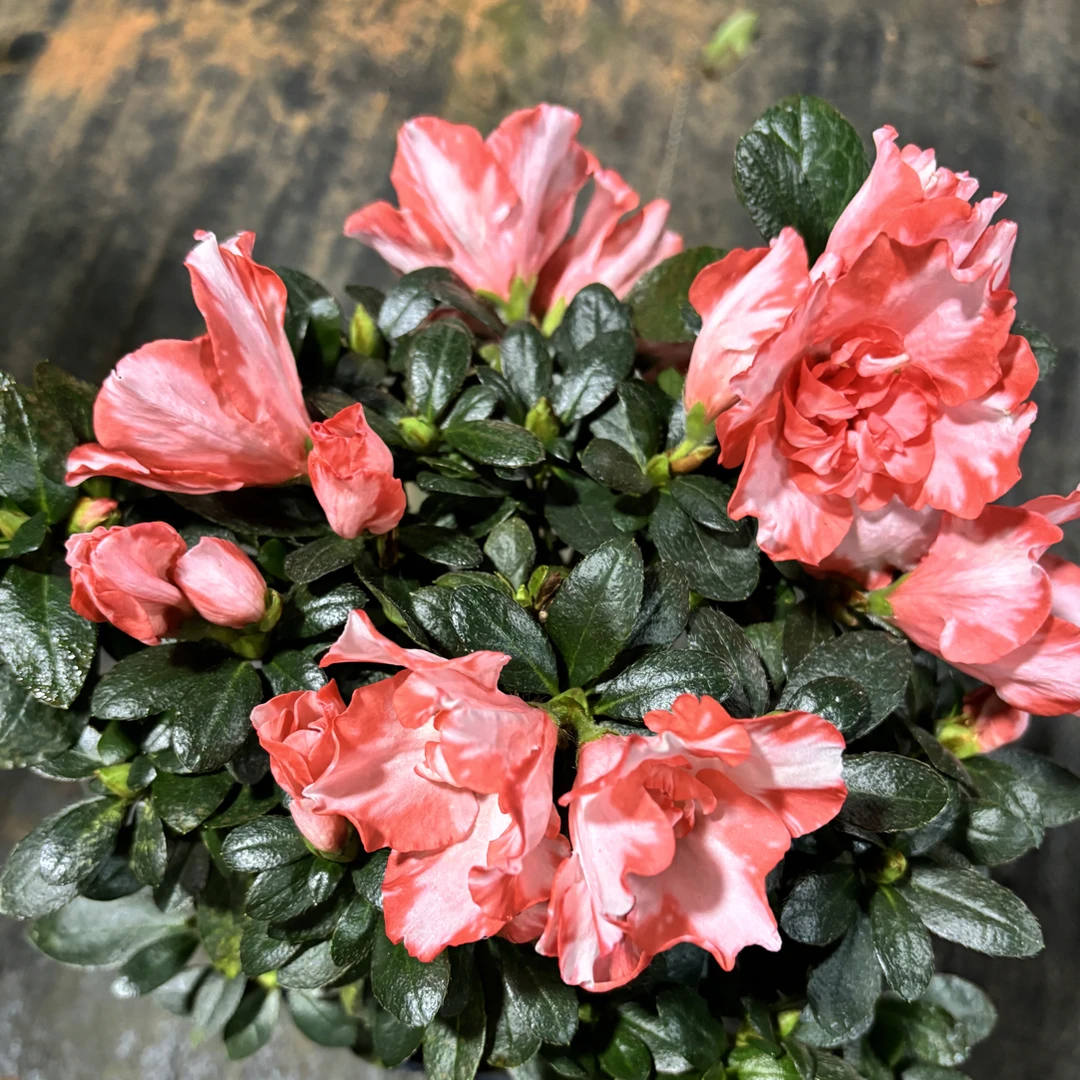 烈焰红唇杜鹃 多季可开花杜鹃