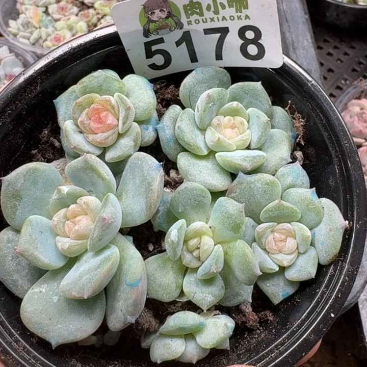 多肉植物多肉植物