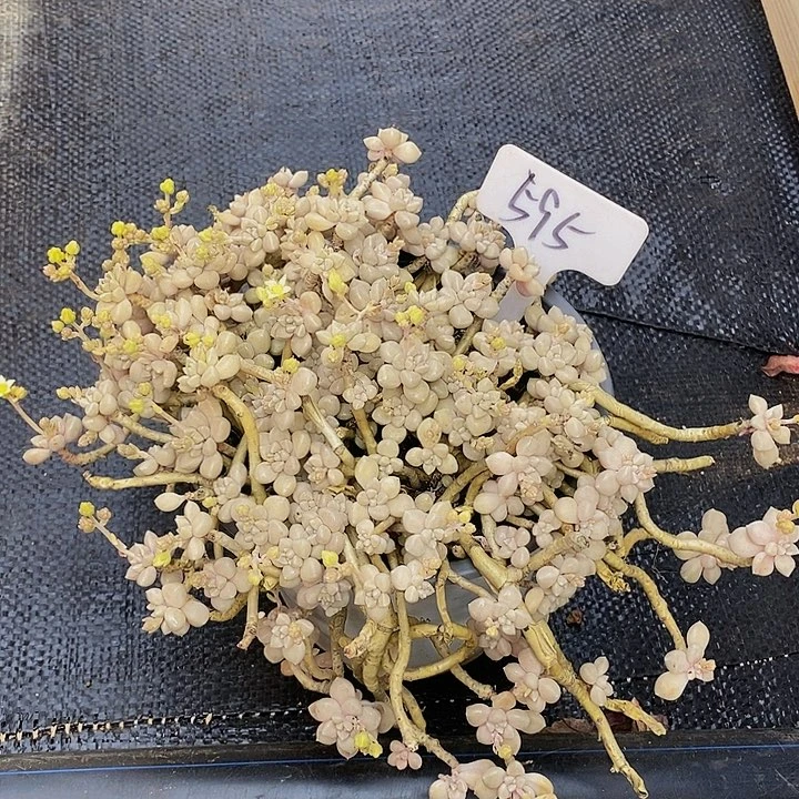 595丸叶姬秋丽有断指微瑕不售后