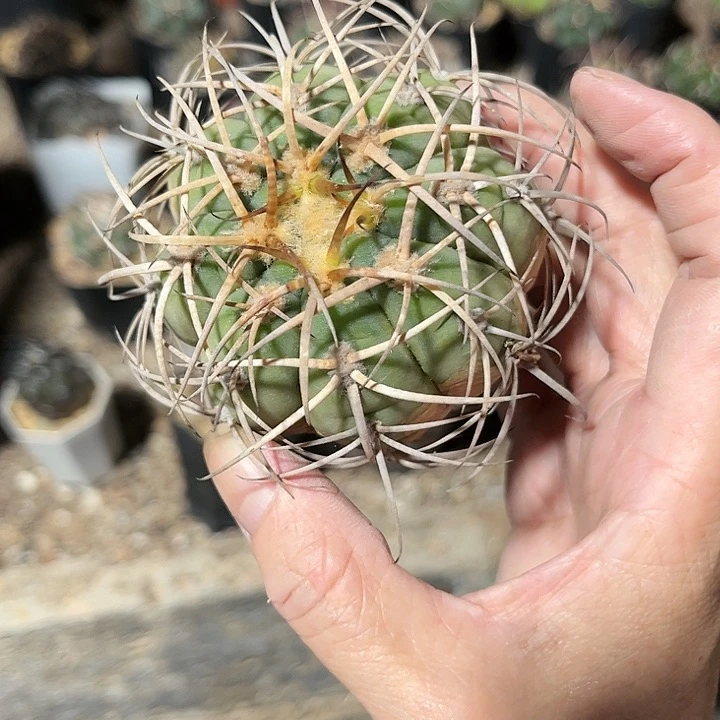 全部花朵满**牛11111111111