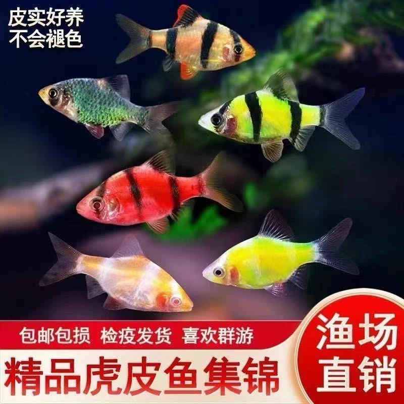 四间虎皮皮实耐活热带淡水观赏鱼群游新手适合
