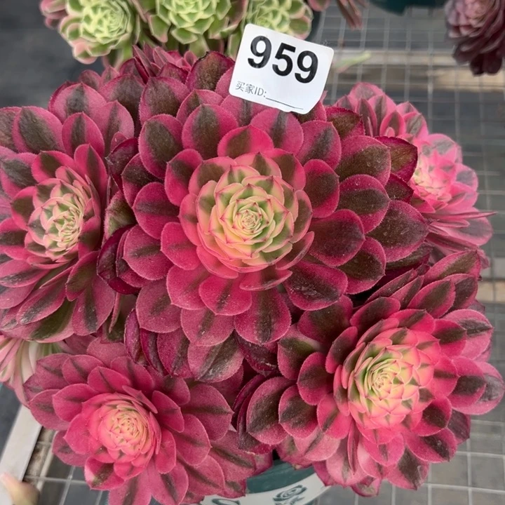 959荔枝朵朵23厘米