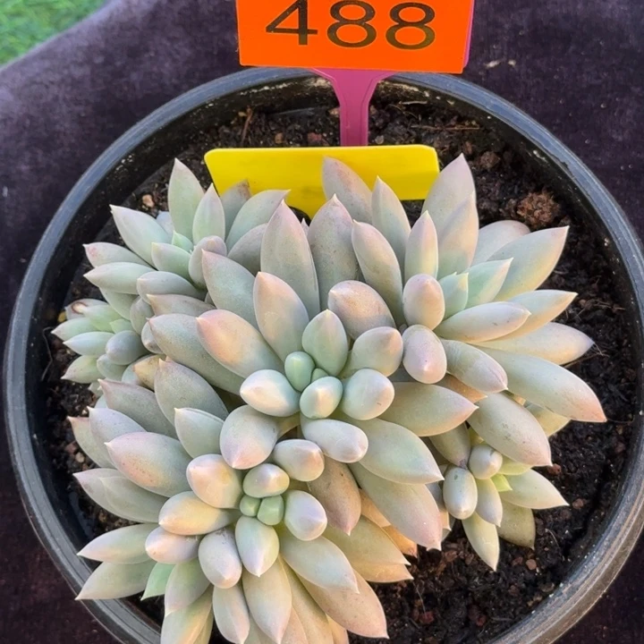 多肉植物哥特群488