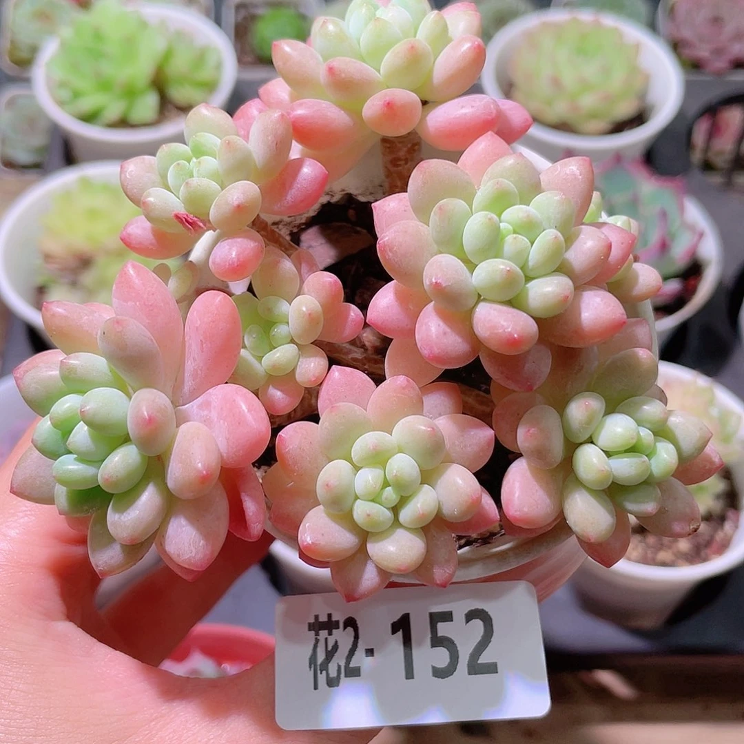 花利美2-152洛可可