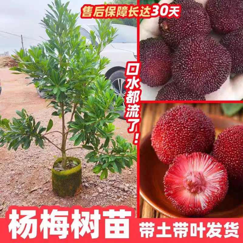 杨梅树苗东魁杨梅黑炭杨梅 水晶白梅带土带叶发货南北方可种植