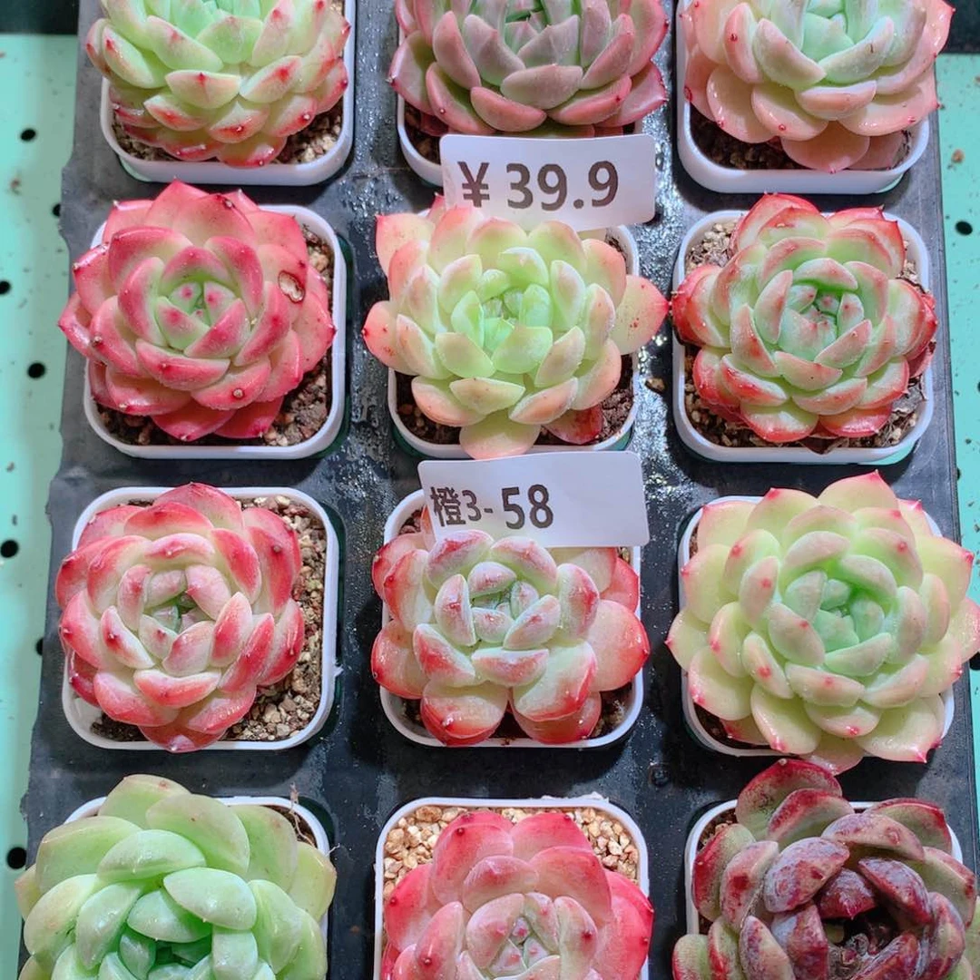 3-58一物一拍带盆18颗