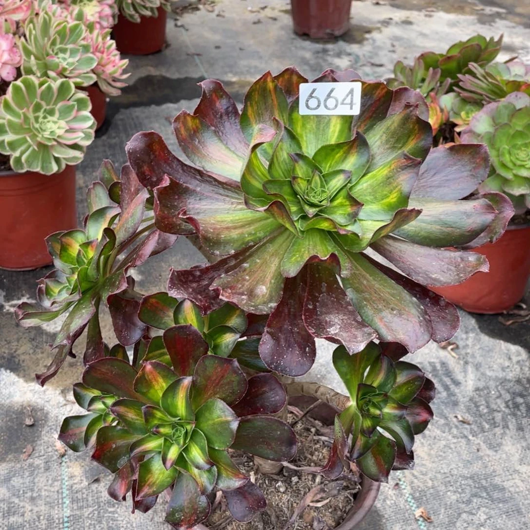 魅影中斑不周正老桩