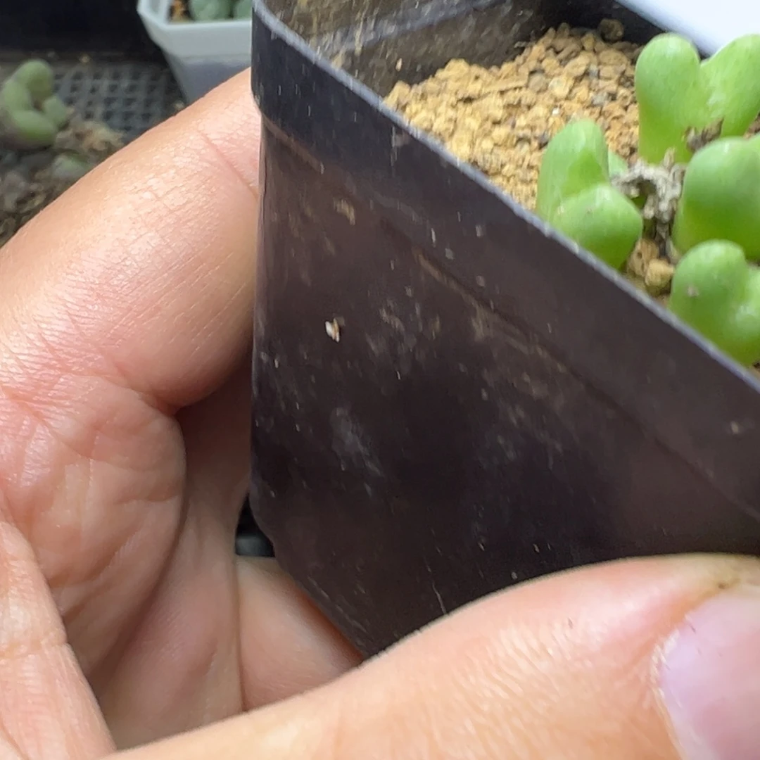 ****儿12-79肉锥多肉植物