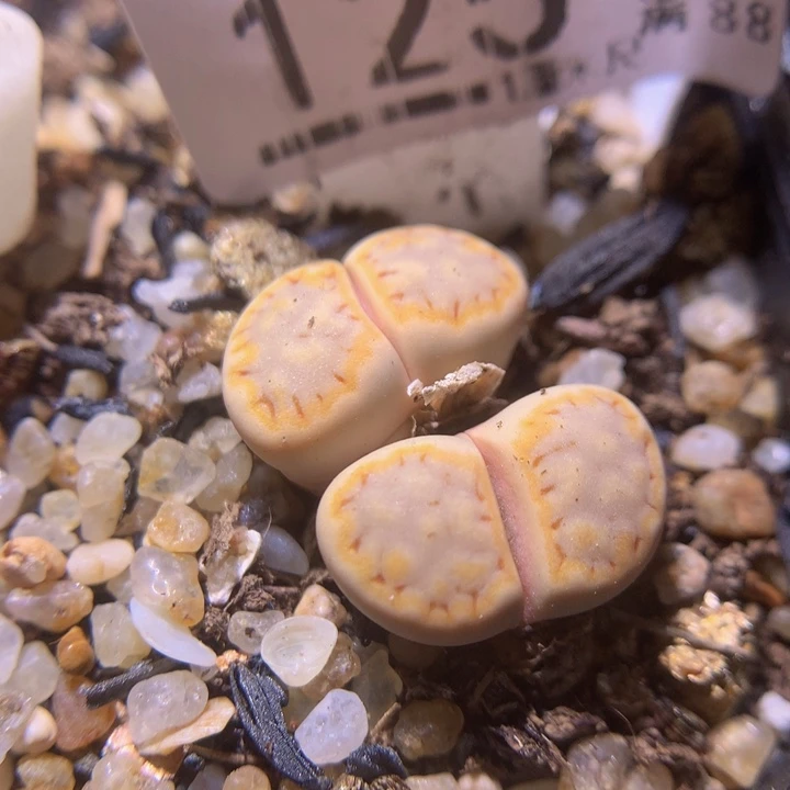 生石花多肉211.125