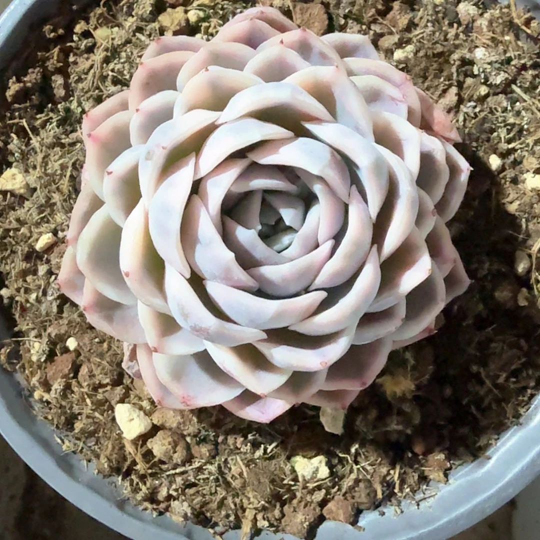 雪球锦  锦上园艺一物一拍