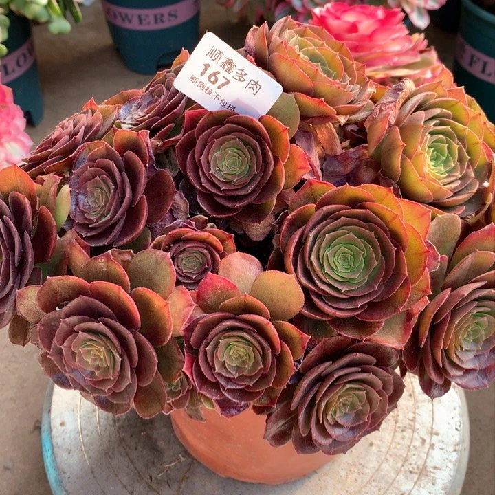 167万圣节多肉植物