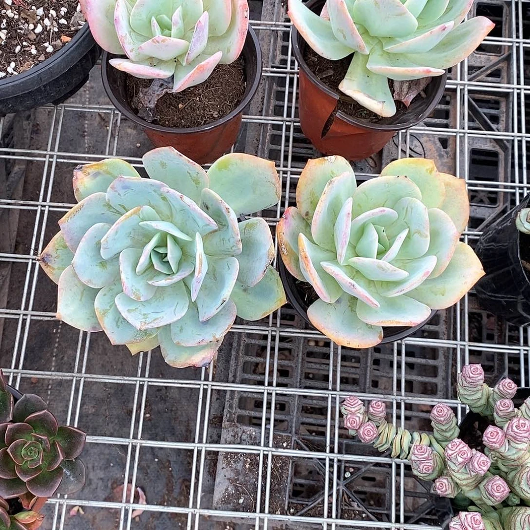 小老桩白风4颗多肉