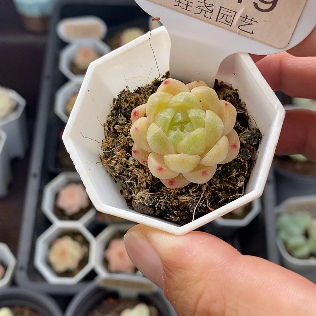 0219 麦秆单头 2.5cm