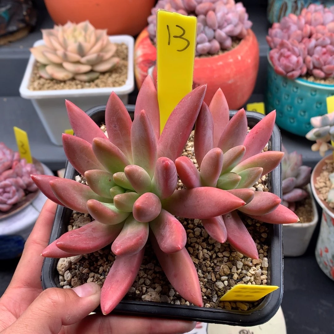 我们家的小姐姐们