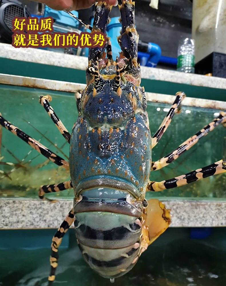 大花龙9-10两活冻锁鲜鲜嫩新鲜大龙虾冷冻炭烤直供紧实新鲜嫩