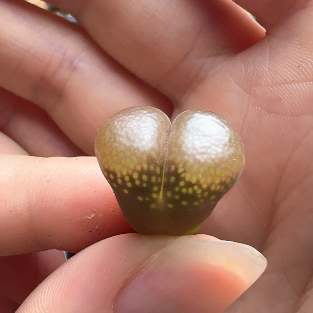 27-87   C10杂交一棵