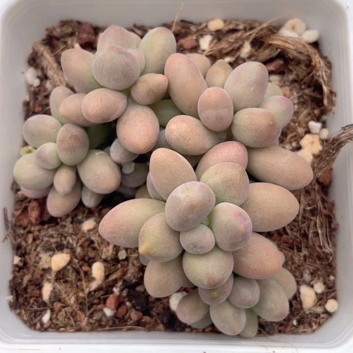 一我一拍满18包邮