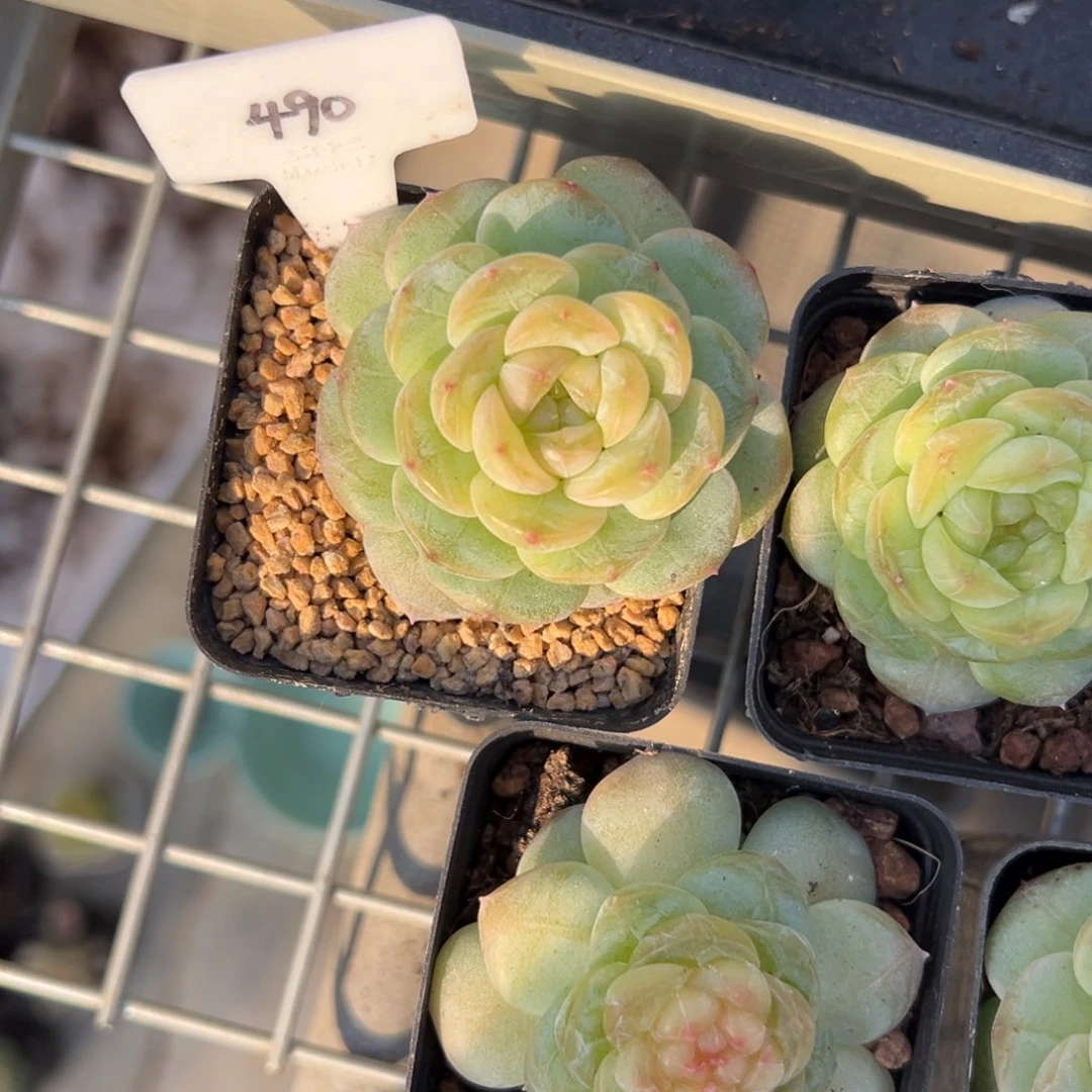 彤***叔490号风花雪月系列星月