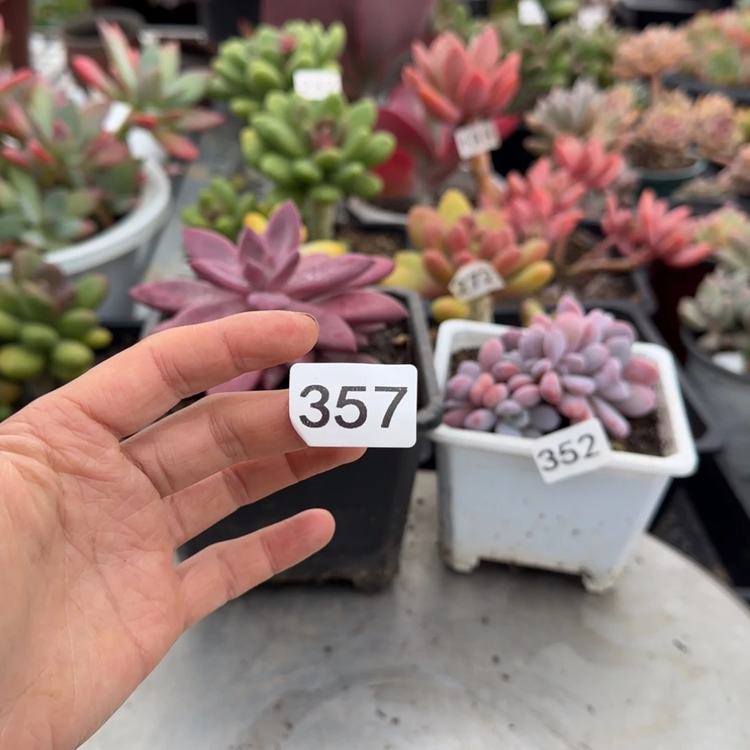 ****凉357号 一物一拍 一物一拍带盆补运费