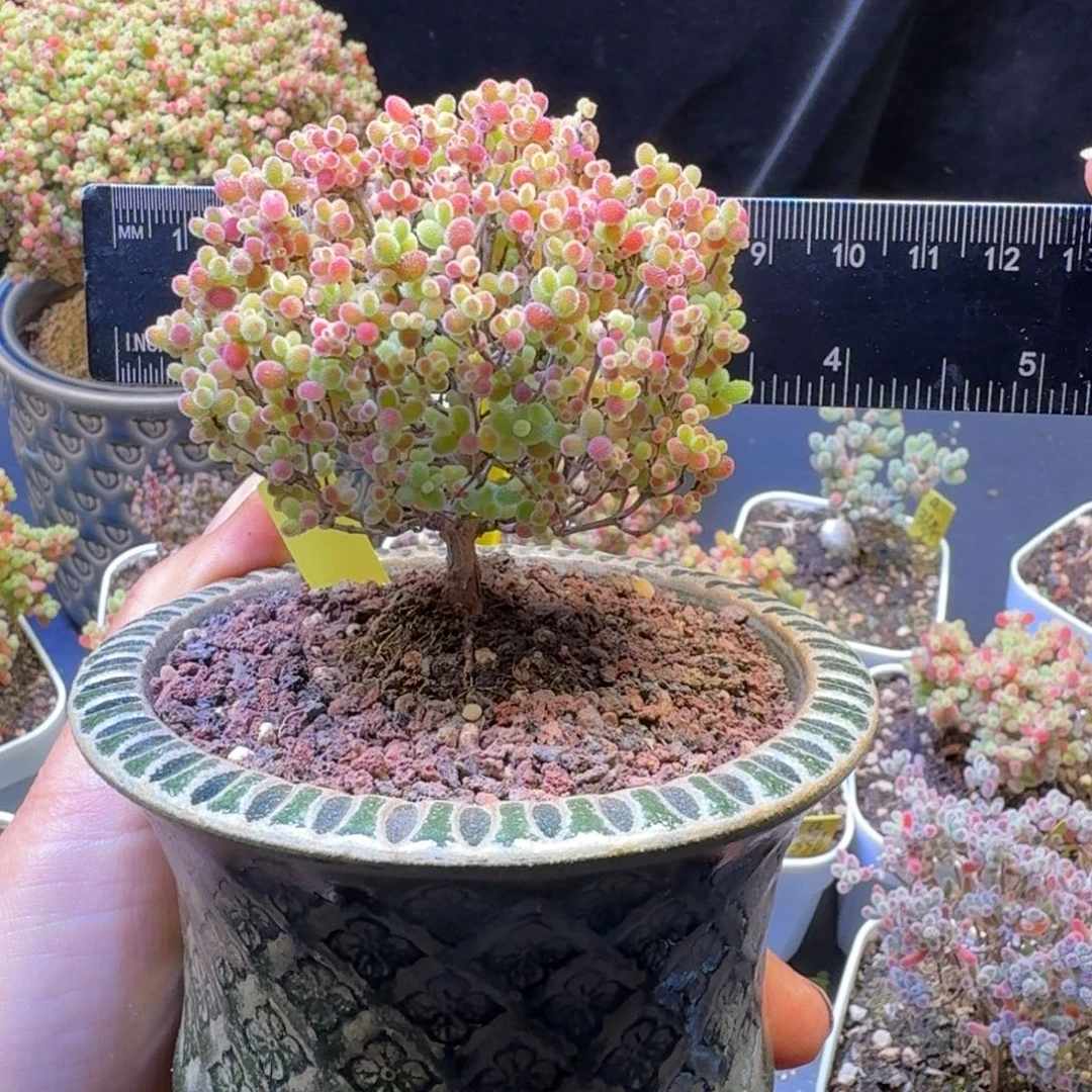 a314号蜜橘冠服7厘米左右带盆发