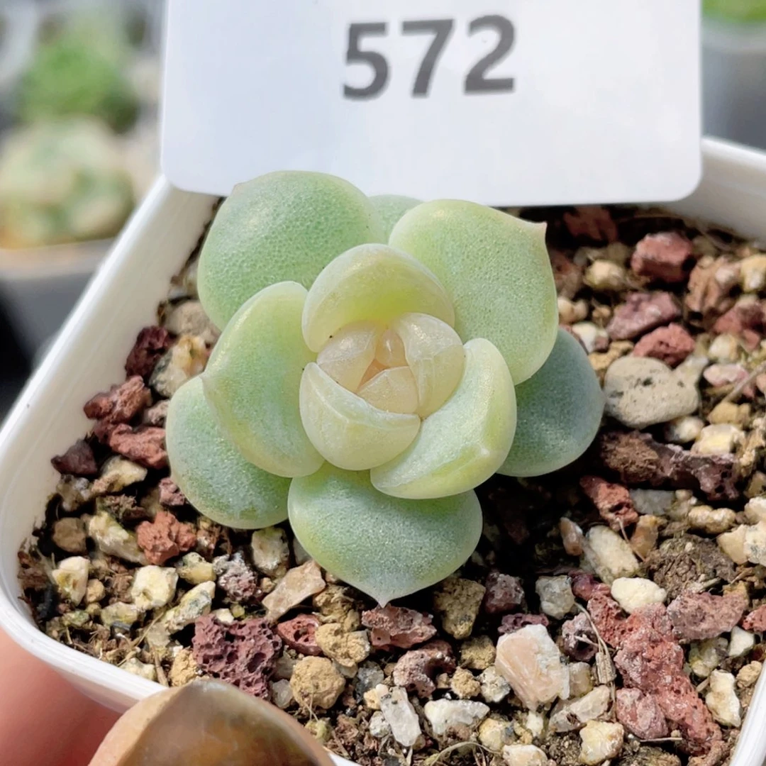 换*儿572号糖心冰心珍妮