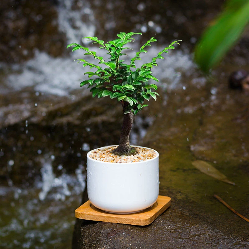 【净化空气】小叶紫檀植物盆栽老桩花卉盆景办公室内好养四季常绿