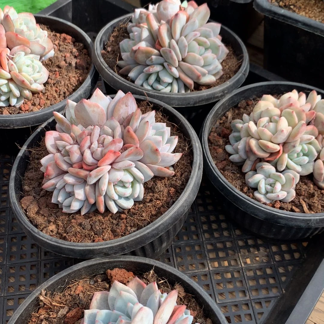 石榴籽8头起，售后范围，7天，录开箱视频