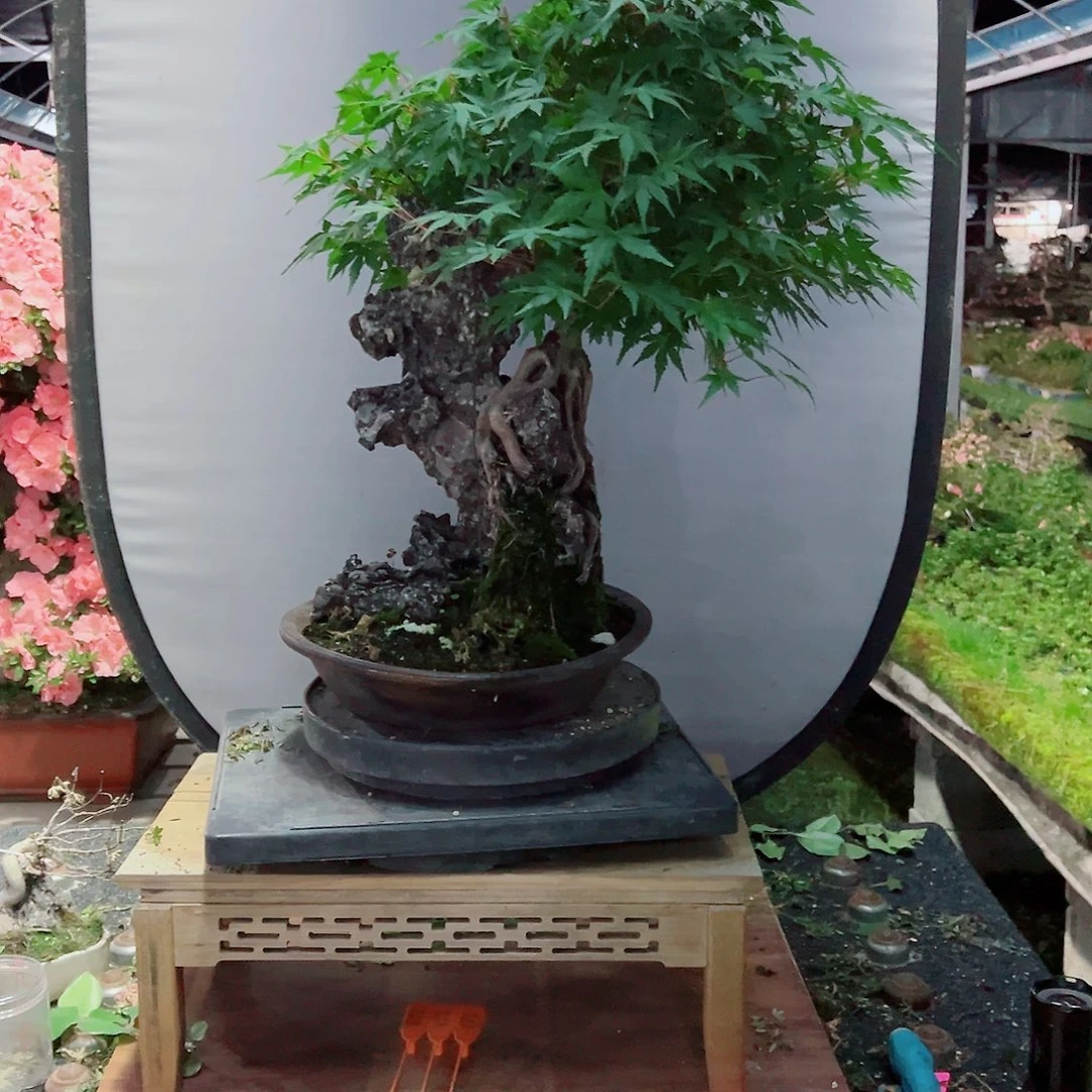 无花朵八**哥盆景皋月风树0699