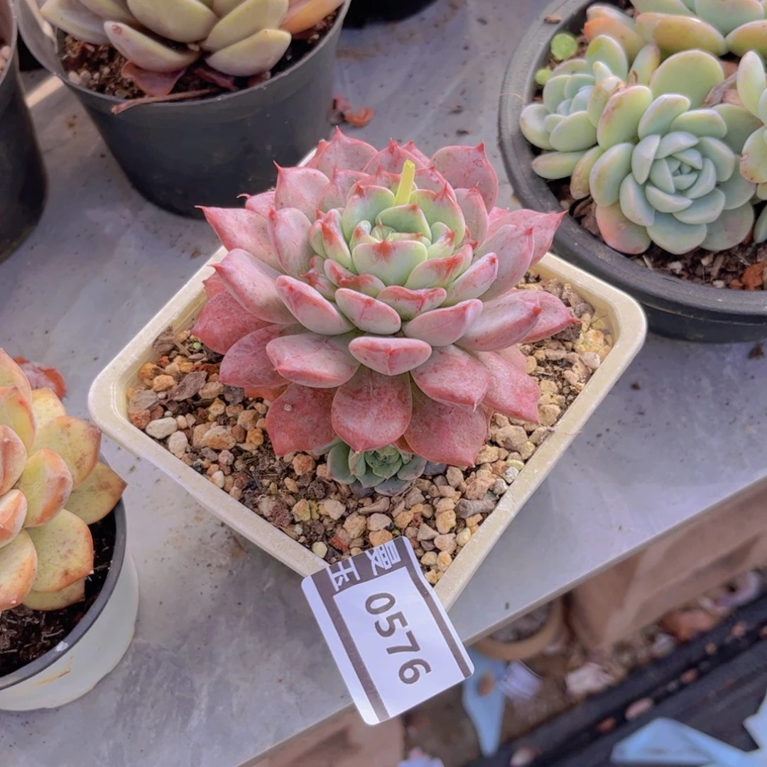 不知名多肉植物0576