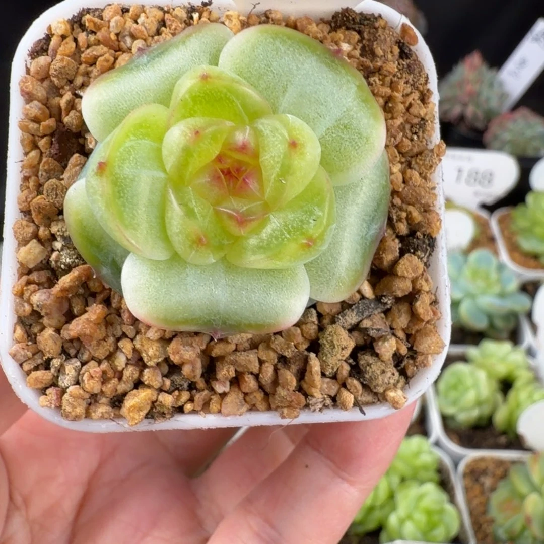 孤品珍妮单头211号