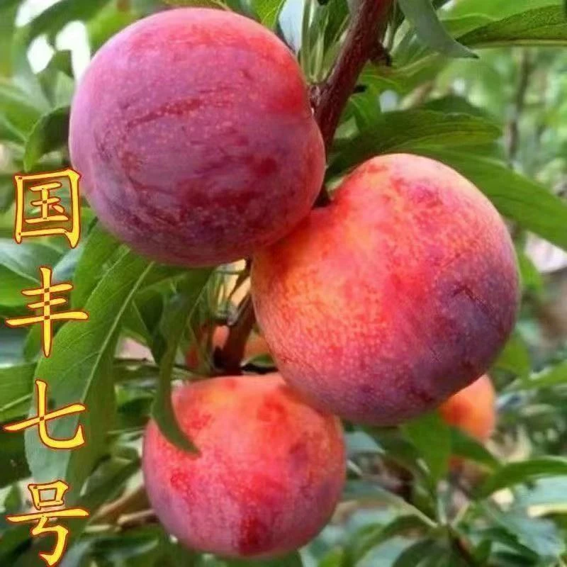 国丰七号李子树苗嫁接苗特大果香甜脱骨高产量南北方种植当年结果