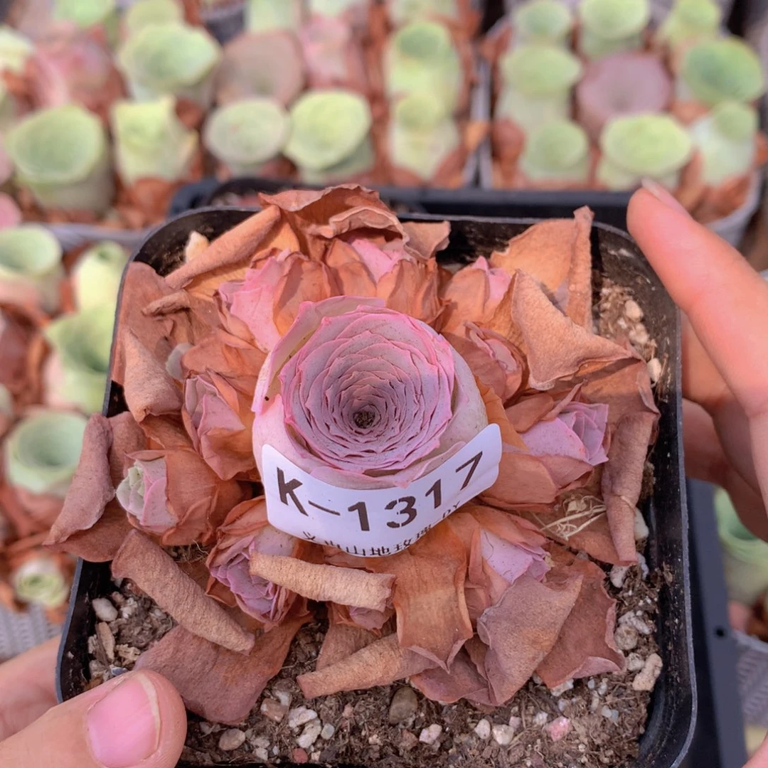 1317会掉侧芽不售后