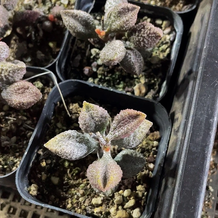 荔枝皮带盆土发过