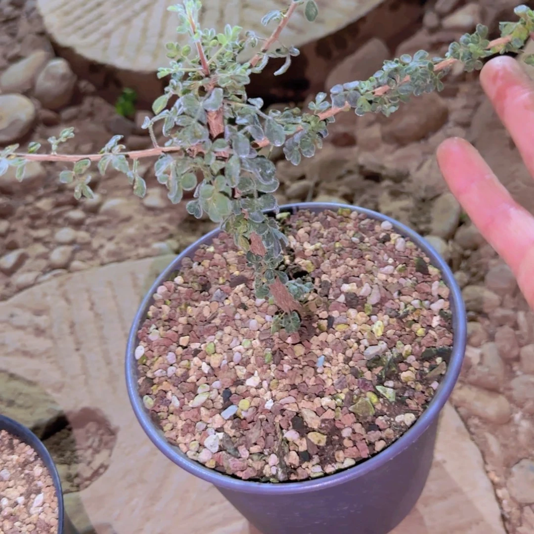 暗*块根植物块根植物块根