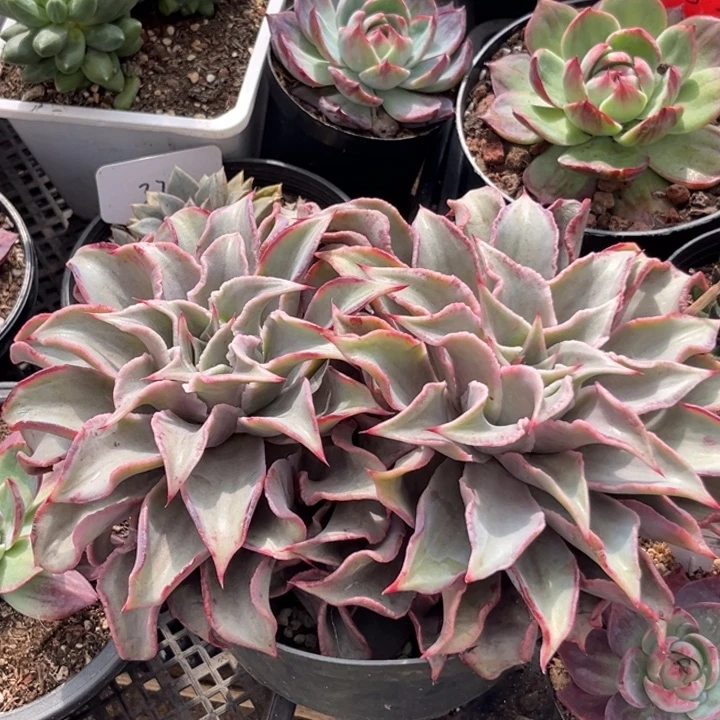 饺子皮惊鸿一物一拍包装收缩花旱