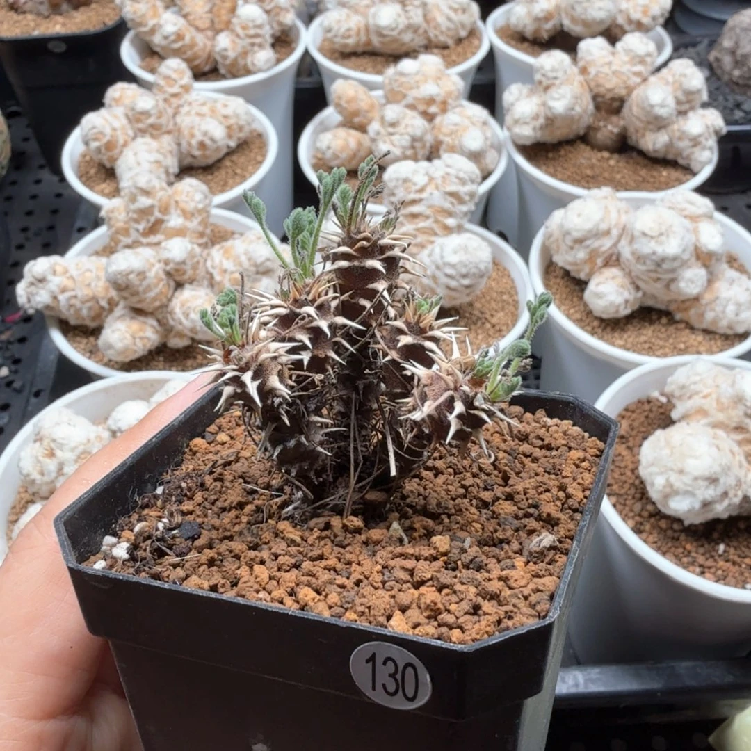 刺猬洋葵130仙人掌