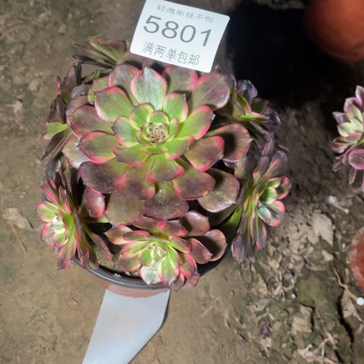 5801烟花的人多肉的