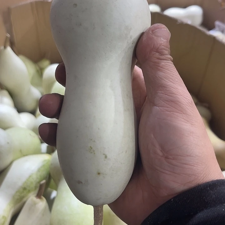 大果紫檀（缅甸花梨）老*