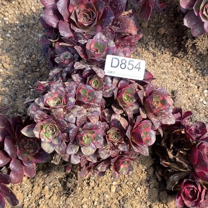 淡***香854魅金玫瑰金多破事儿植物