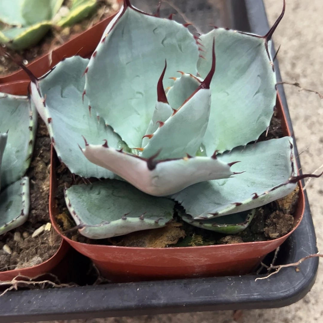 圆叶福克斯龙舌兰植物