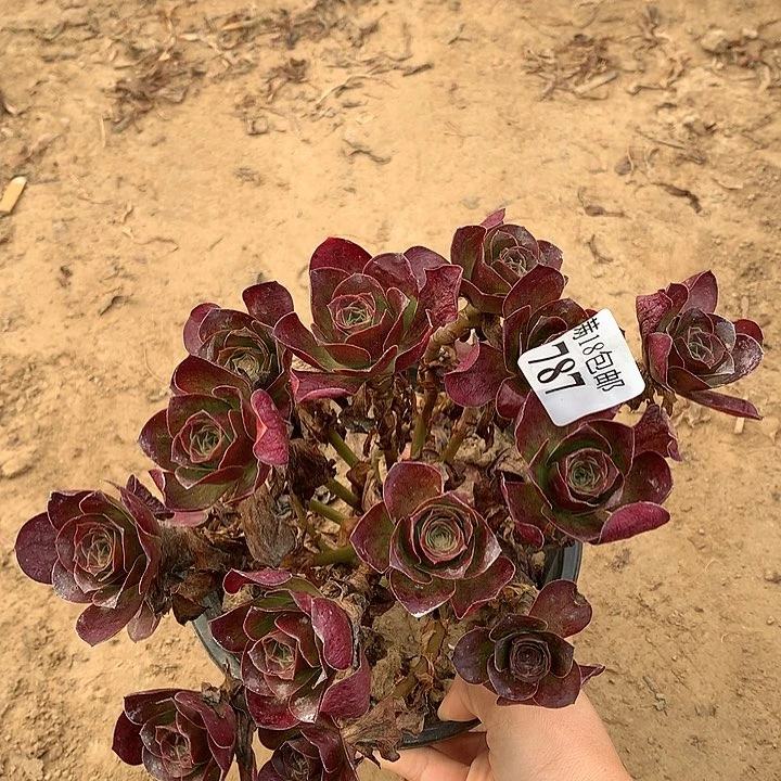 787魅金玫瑰绣球2