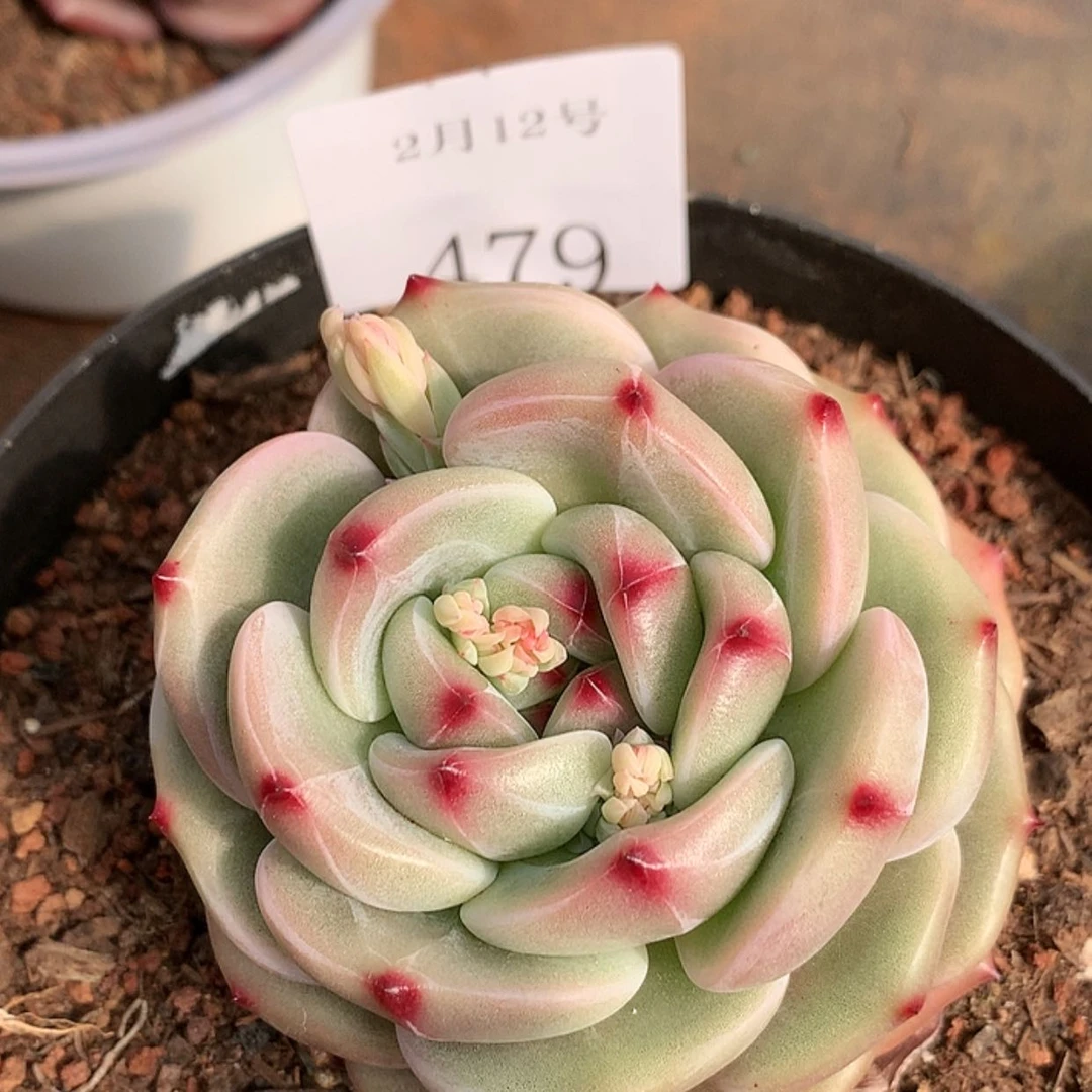 【闪购商品】云479