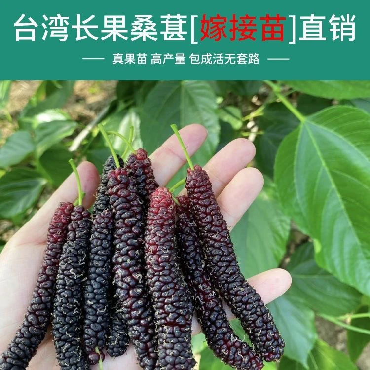 台湾长果桑   大果桑 带土带叶发货