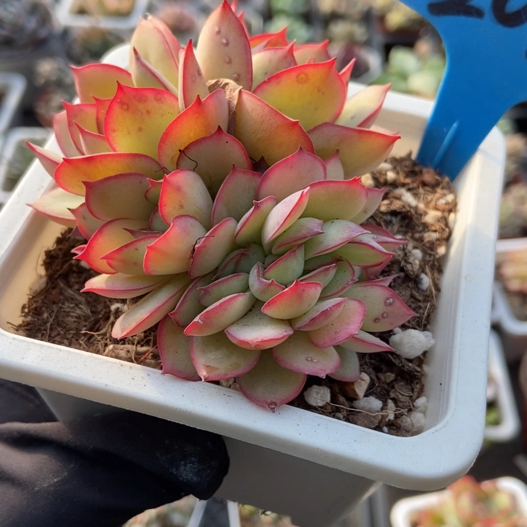 2022牡丹亭多肉植物