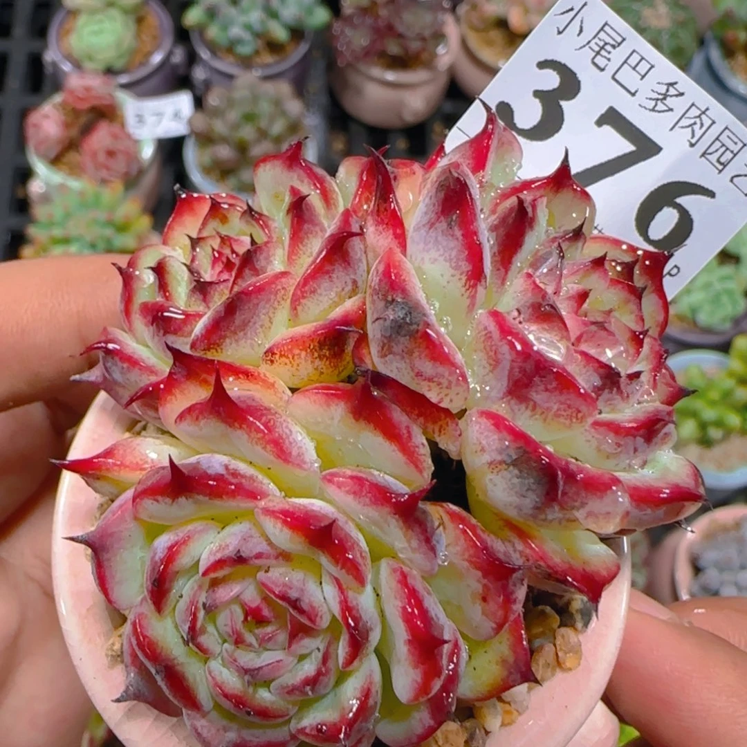AP小尾巴5CM迷你拇指盆栽精控多肉376