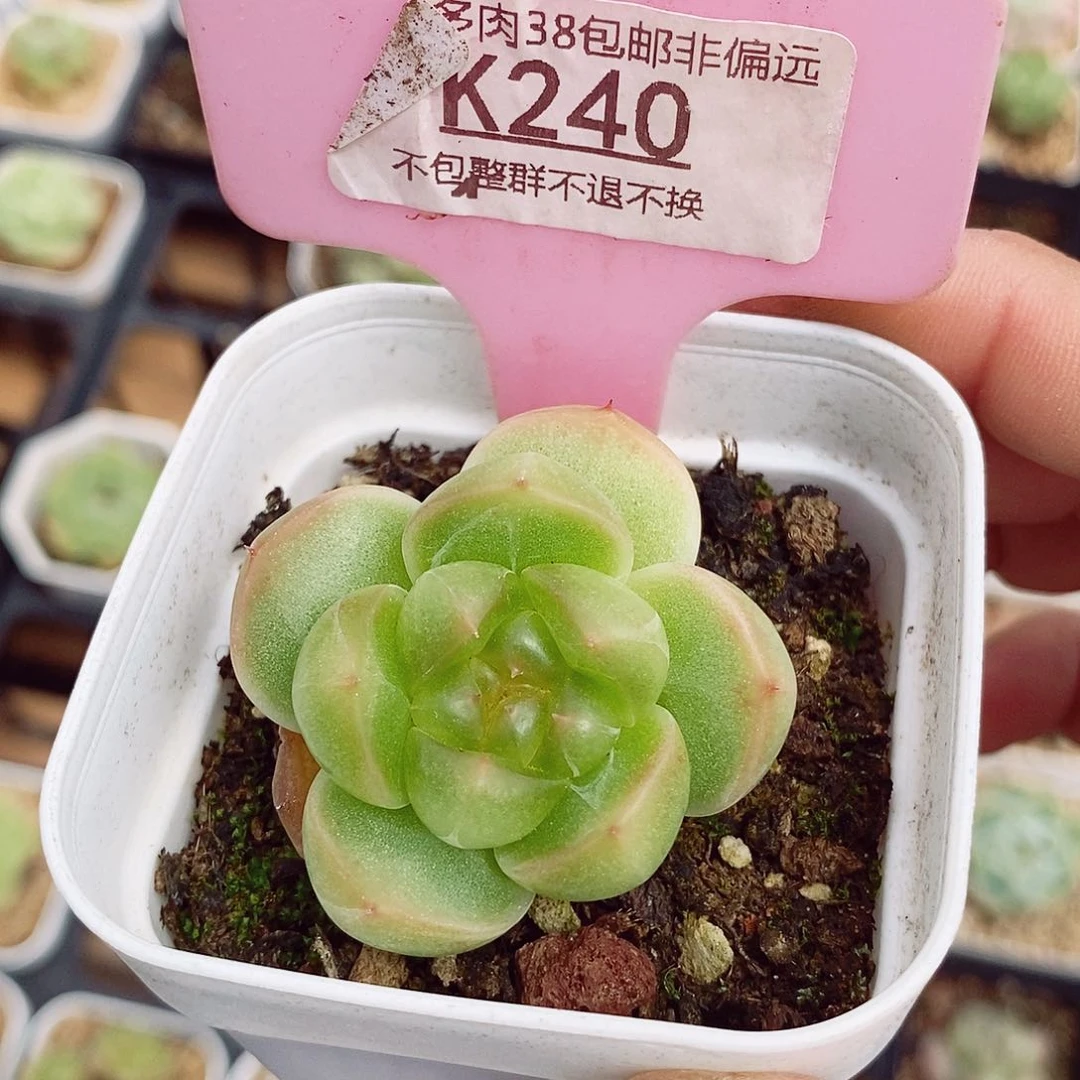 孤品珍妮5cm左右多肉植物