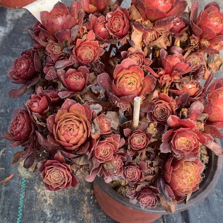 409红魔多肉特价不售后