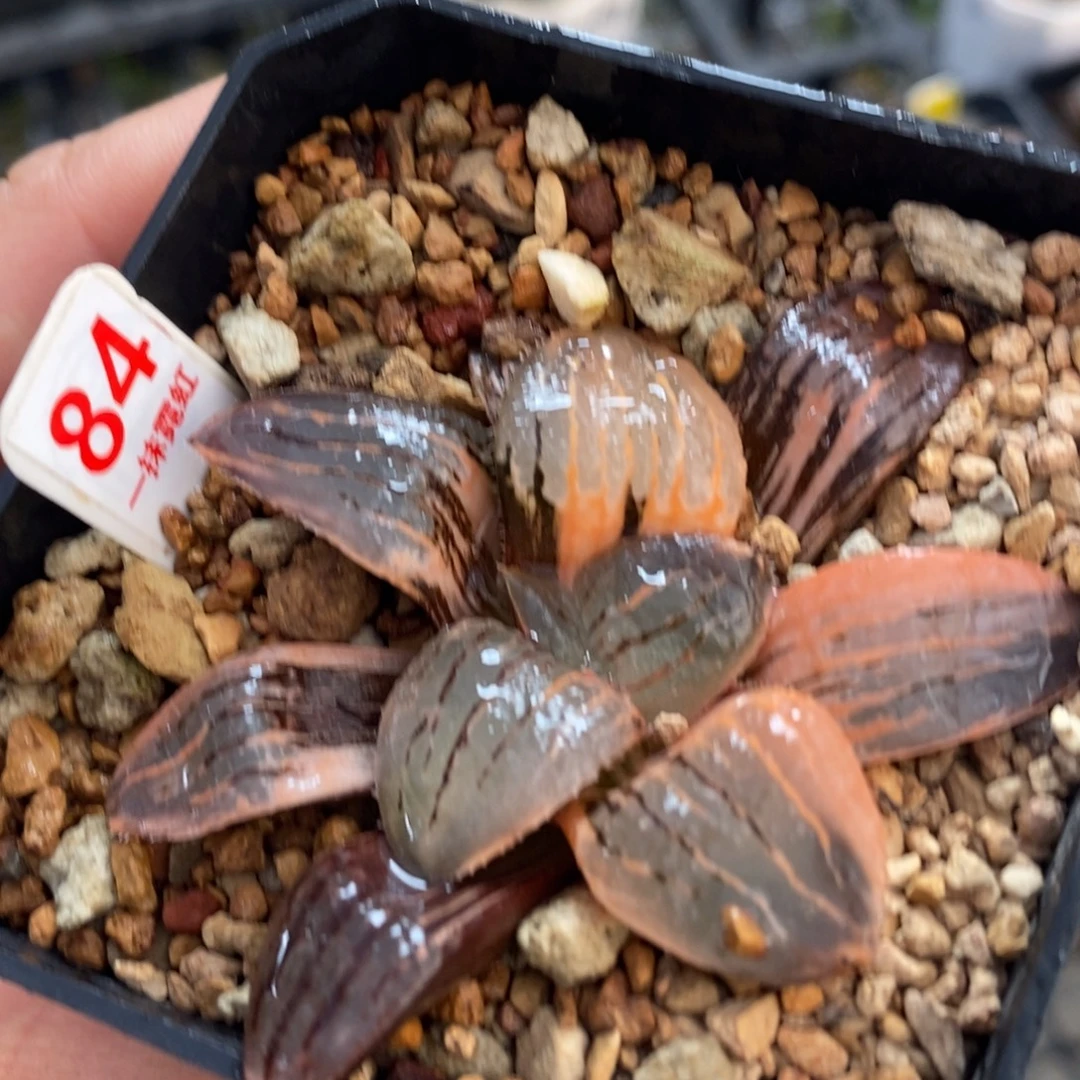 不开花植物84亲指姬