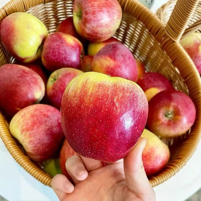 2025早熟红苹果现摘现发脆甜正宗鲁丽苹果新鲜当季小苹果3-6斤